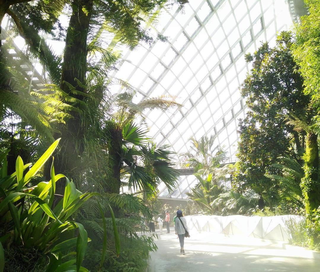 Photo by Andy | Sydney • Travel • Training in Flower Dome, Gardens By the Bay, Singapore